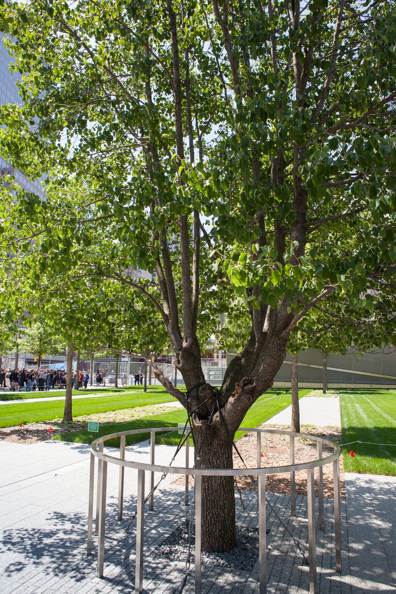 The 'Survivor Tree' is the only living thing to come out of the 9/11 rubble