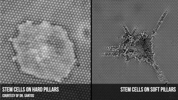 Images show how surface contacts affect stem cell growth. (Courtesy Dr. Luis Santos)